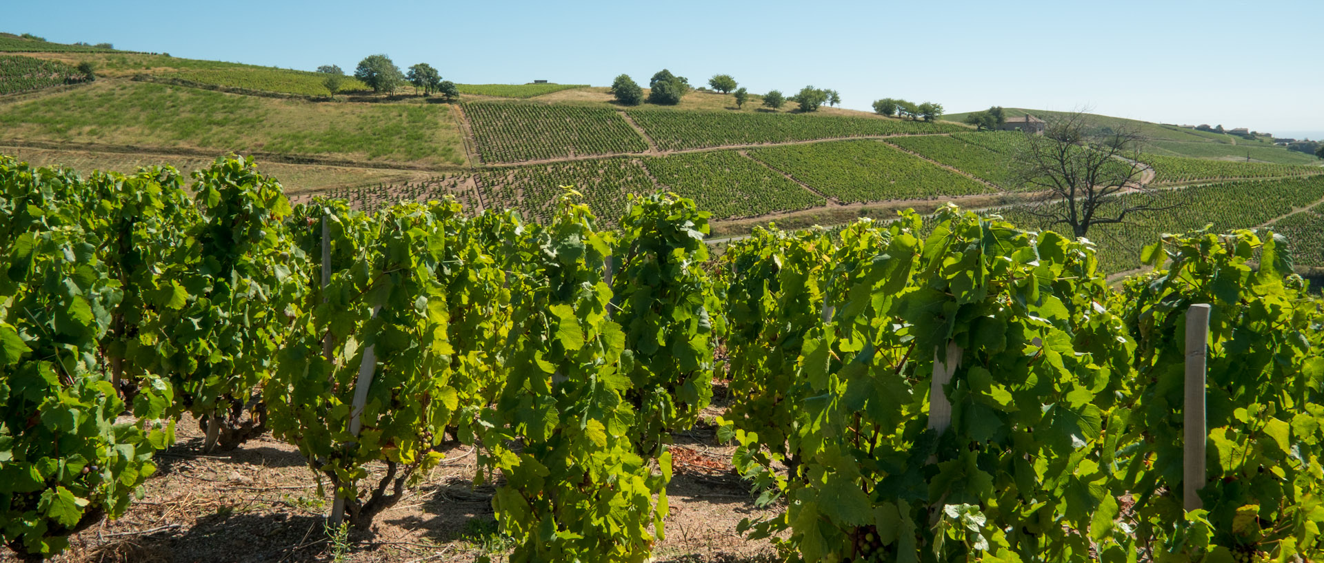 Visite vignoble beaujolais